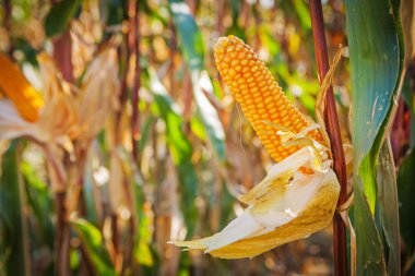 Üzerinde mısır mısır