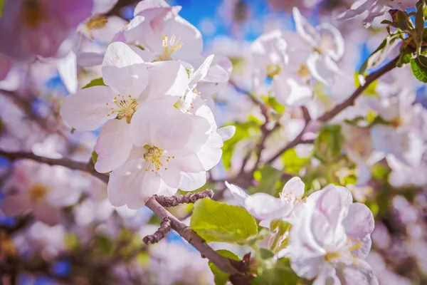 Apple tree flowers close up — Stock Photo, Image