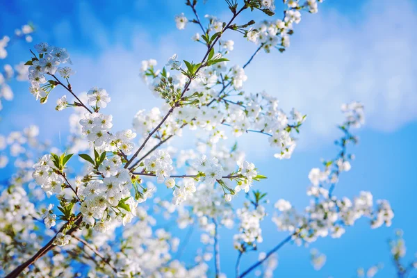 Big branch of cherry tree — Stock Photo, Image