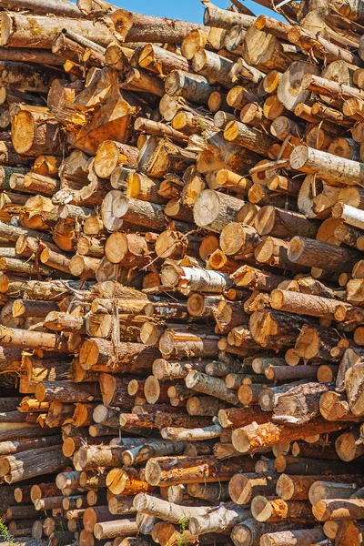 Grote stapel van gesneden boomstammen — Stockfoto