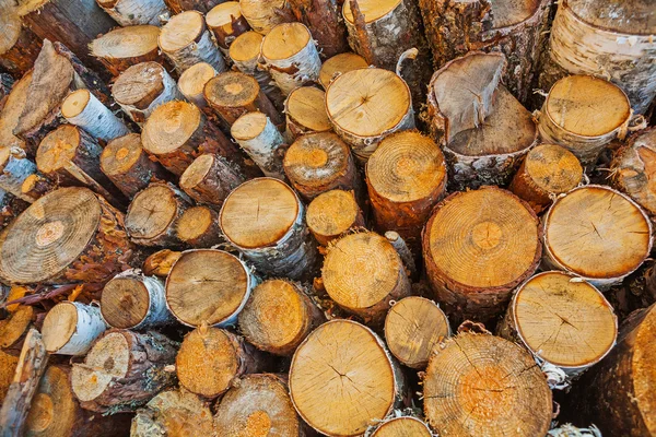 Big pile of cutted tree trunks — Stock Photo, Image