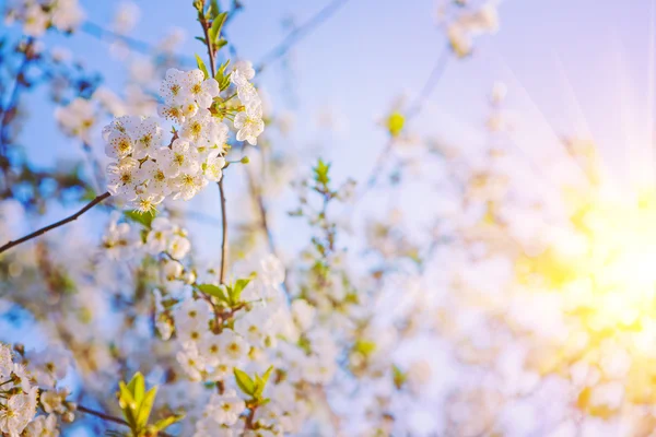 阳光盛开的樱花树 — 图库照片