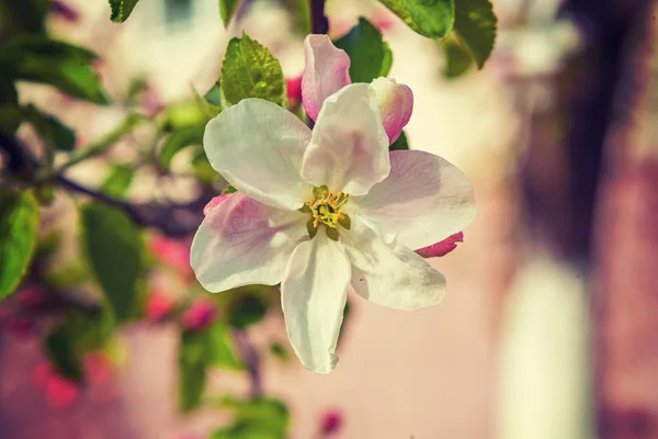 Blommor av äppelträd — Stockfoto