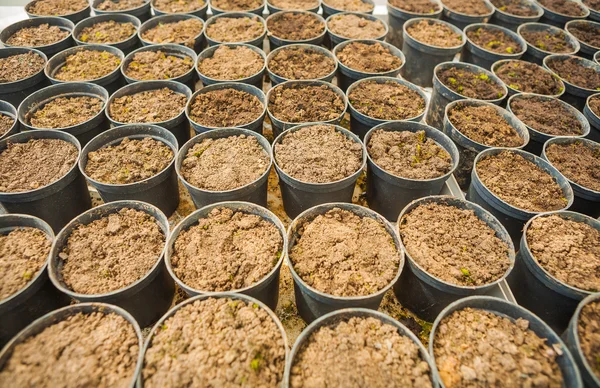 Very big set of pots with ground — Stock Photo, Image