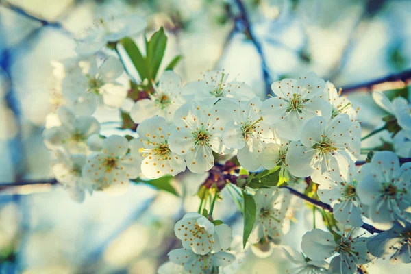 White flowers of cherry tree — Stock Photo, Image