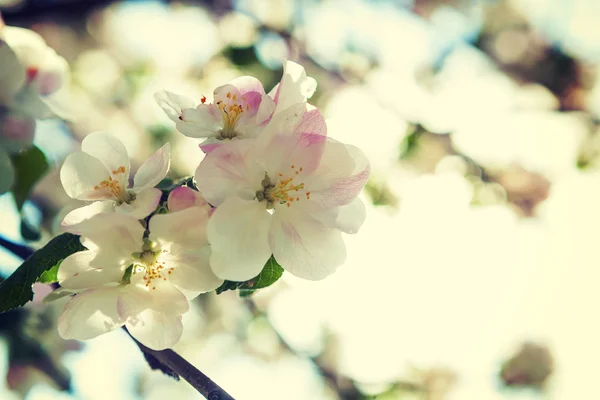 Apfelbaumblüten — Stockfoto