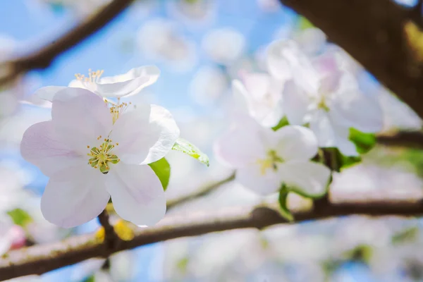 Close up view on blossom of apple tree — Stock Photo, Image