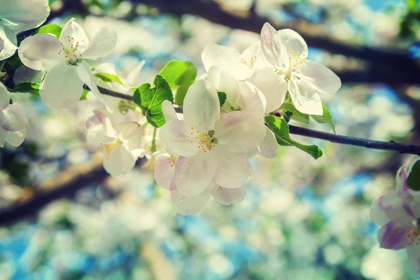 Blommor av äppelträd — Stockfoto