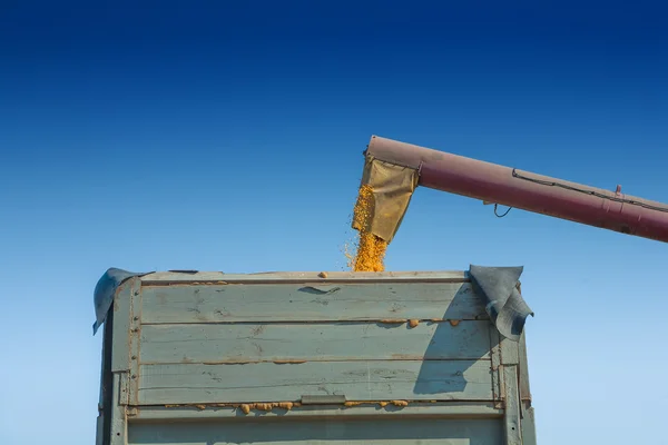 Loadding corns into tipper — Stock Photo, Image