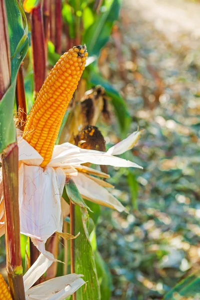 Espigas de maíz — Foto de Stock