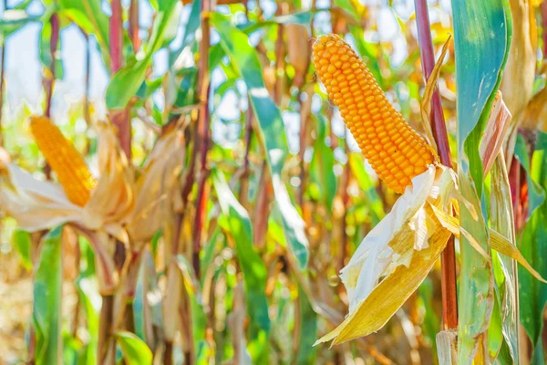 Espigas de maíz —  Fotos de Stock