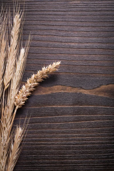 Hojas de centeno de trigo maduro — Foto de Stock