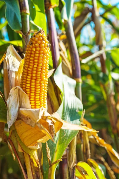 Ear of maize corn — Stock Photo, Image