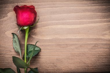 Kırmızı gül çiçek açmış