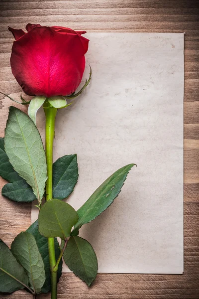 Paper with bloomed rose — Stock Photo, Image