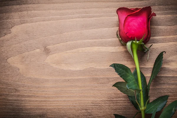 Expanded rose on wooden board — Stock Photo, Image