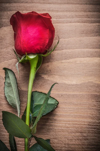 Rosa natural sobre tabla de madera —  Fotos de Stock