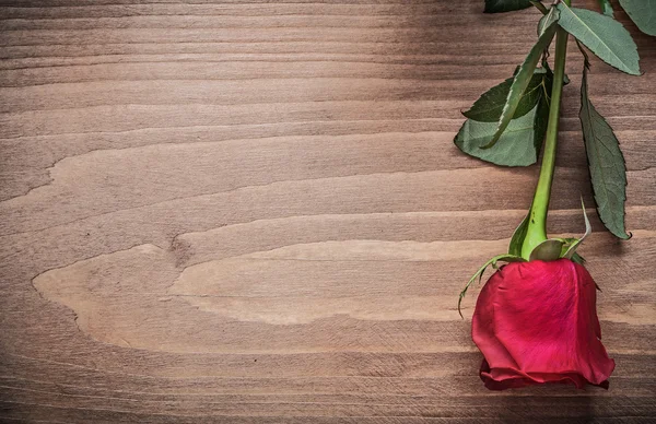 Přírodní růže na dřevěné desce — Stock fotografie