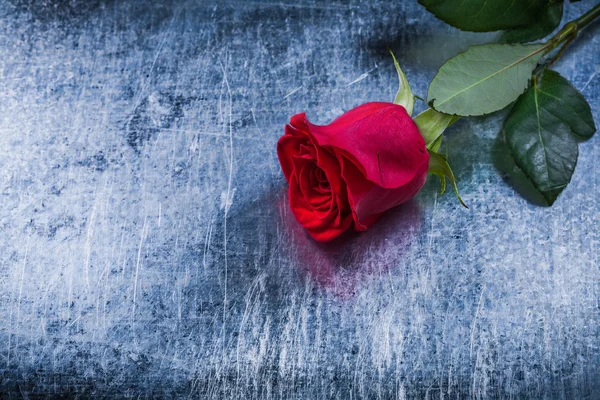 Red rose on metallic background — Stock Photo, Image