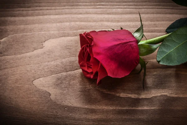 Rote duftende Rose — Stockfoto