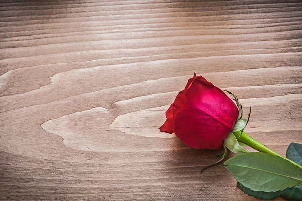 Rosa perfumada vermelha — Fotografia de Stock