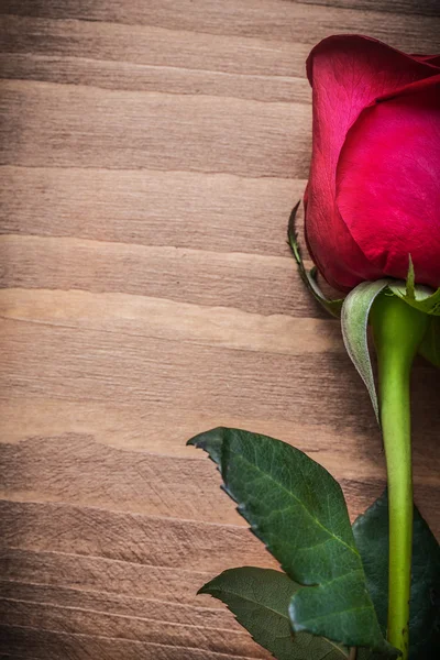 Schöne natürliche Rose — Stockfoto