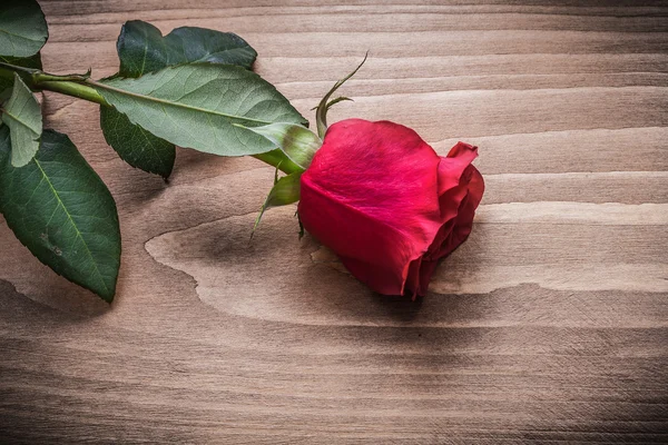 Krásné přírodní růže — Stock fotografie