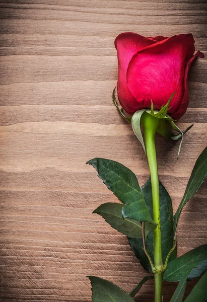 Rosa natural sobre tabla de madera —  Fotos de Stock