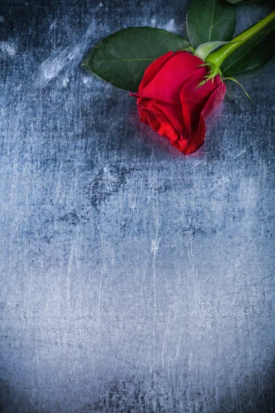 Expanded red rose — Stock Photo, Image