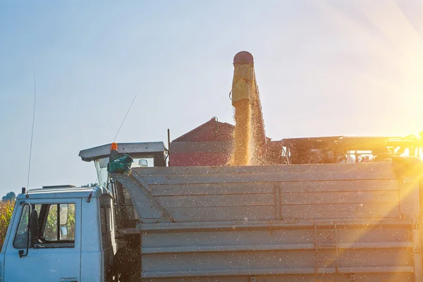 Carregamento de milho milho — Fotografia de Stock