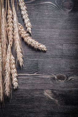 Altın buğday çavdar