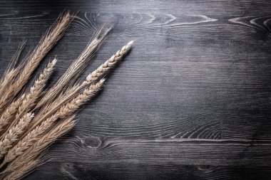 Olgun buğday çavdar