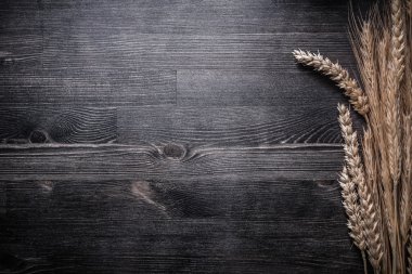 Olgun buğday ve çavdar