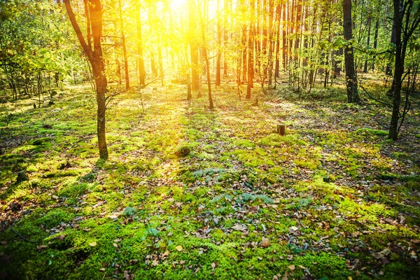 Autumn morning forest — Stock Photo, Image