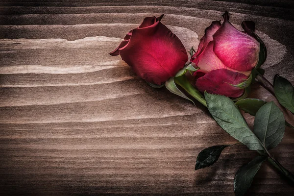 Piros illatos rosebuds — Stock Fotó