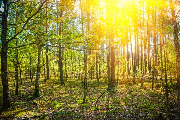 Salida del sol en el bosque de verano — Foto de Stock