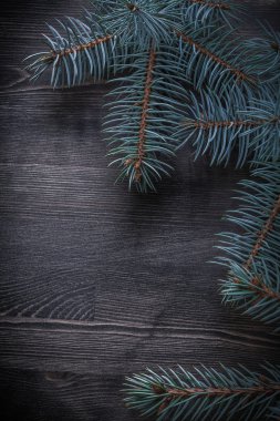 Noel tatili köknar ağacı dalları