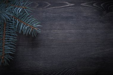 Noel tatili köknar ağacı dalları