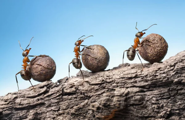 Ants Roll Heavy Stones Uphill Rock Teamwork Concept — Stock Photo, Image