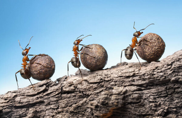 ants roll heavy stones uphill at rock, teamwork concept