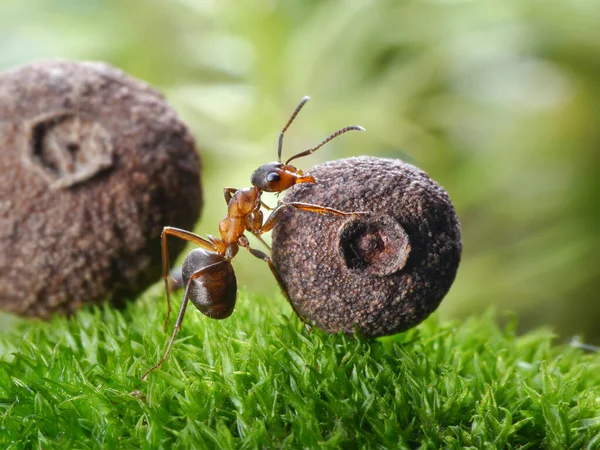 アリは森の草に重い種を転がし — ストック写真