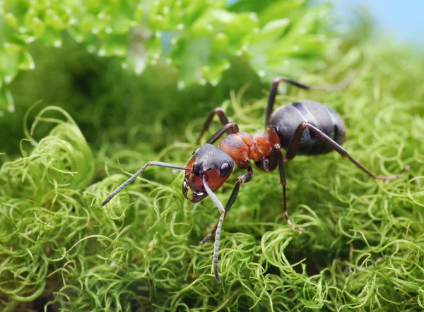 Czerwona Mrówka Formica Rufa Chodzie — Zdjęcie stockowe
