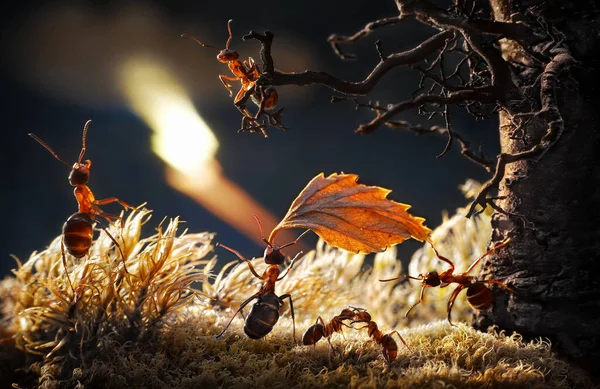 Αστραπή Στο Δάσος Μυρμήγκια Σώζουν Μικρά Φωτογραφία Αρχείου