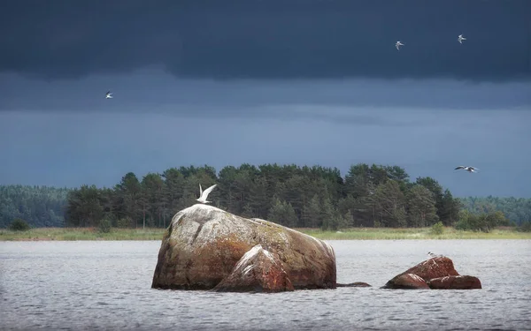 Flock Tärnor Vid Stenar Med Dramatisk Djupblå Himmel Ett Rent Stockbild