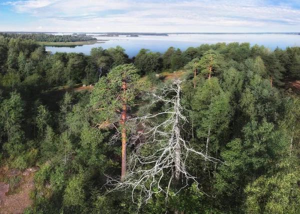 Poderoso Pinheiro Árvore Morta Cenário Dramático Natureza Pura Norte Europa Imagem De Stock