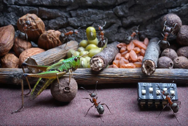 Муравьи разрабатывают кузнечика для работы, муравьи сказки — стоковое фото