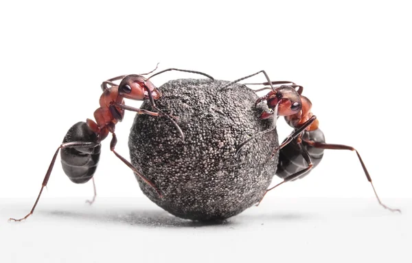 Two ants rolling stone — Stock Photo, Image