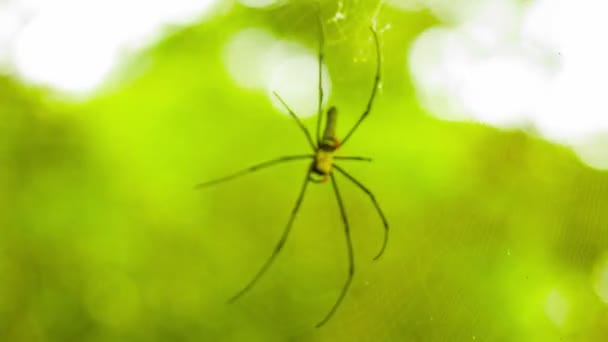 Biggest spider Golden Orb in web in the rainforest of Thailand — Stock Video