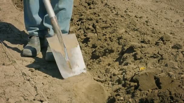 La excavación de la tierra cultivable con una pala - la vieja manera — Vídeos de Stock
