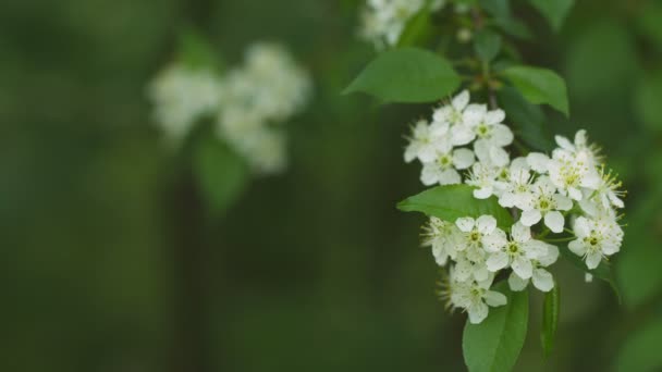 Білий вишневий цвіт крупним планом — стокове відео